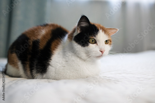 A beautifull female cat, with three colours lying on the coach.