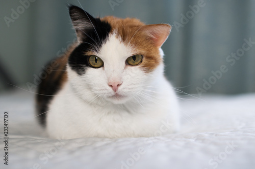 A beautifull female cat, with three colours lying on the coach.