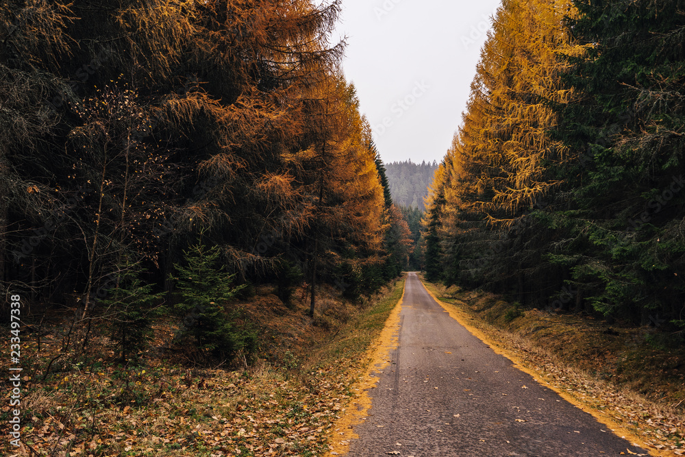 An autumn road through forest with yellow and orange colors. Fall asphalt road leading thru deep autmun forest.