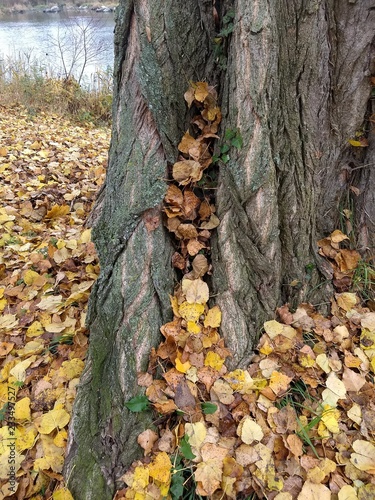 November - Herbstspaziergang - Baum