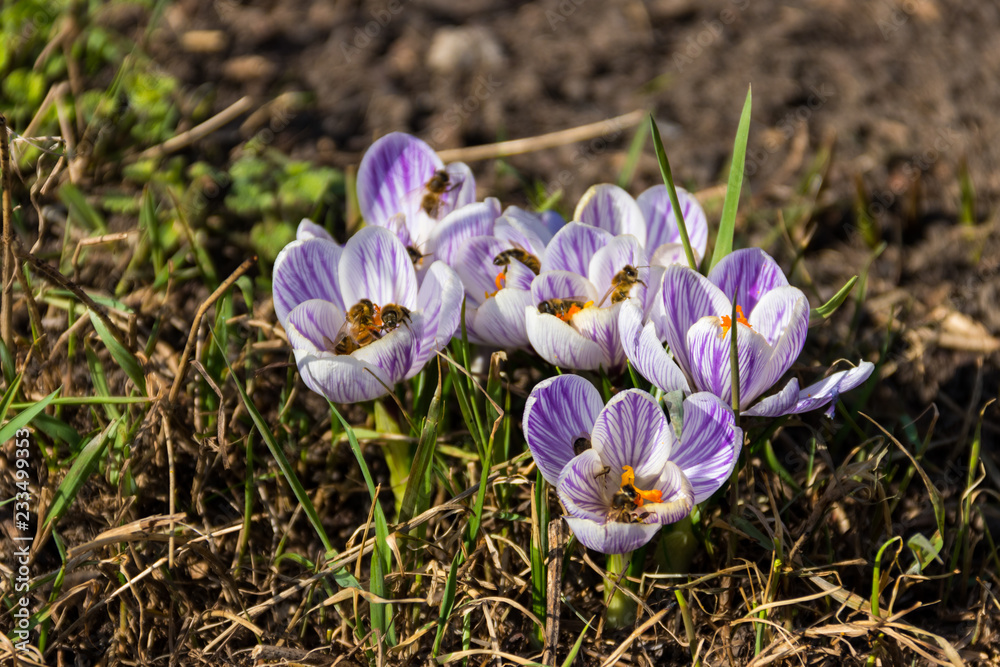 Purple crocus flowers in the garden on spring Purple crocus flowers in the garden on spring