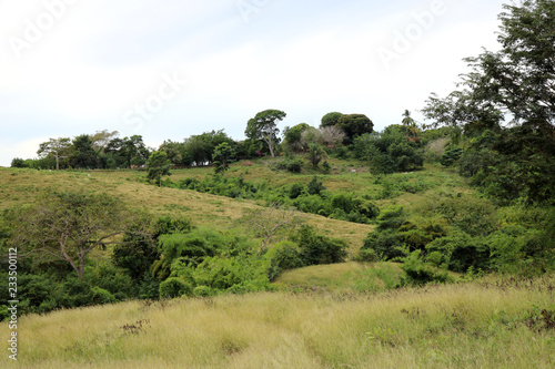 tree on the hill