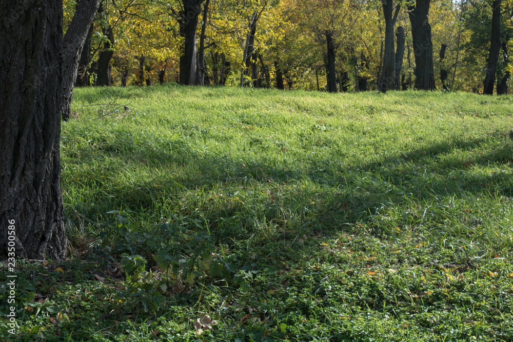 Fototapeta premium autumn path in the forest