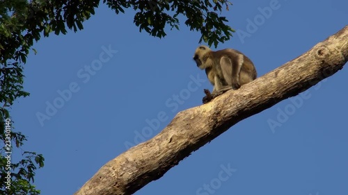 Gray Langur or Hanuman Langurs (Semnopithecus schistaceus) Sitting on Tree Branch photo