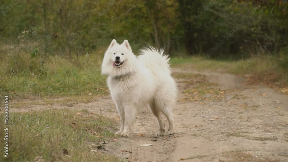 Samoyed dog in park Samoyed dog in park