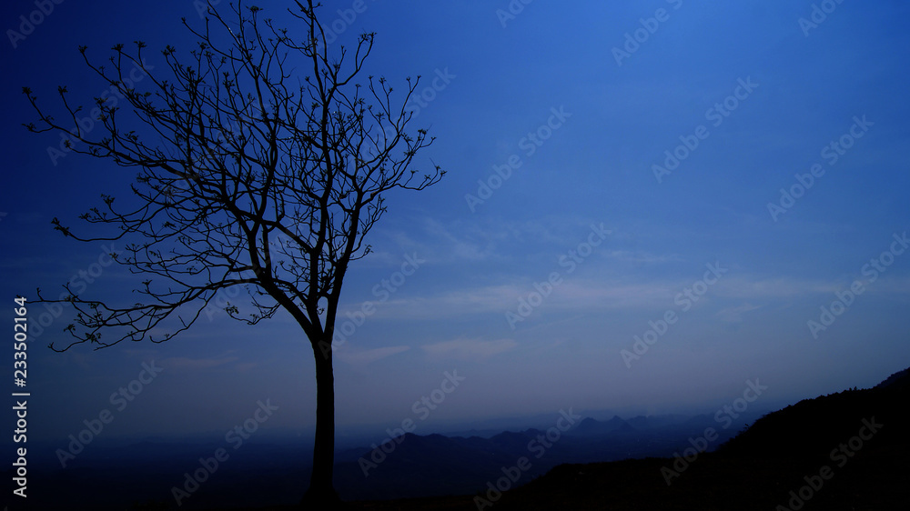 Silhouette tree night on hill / sky twilight blue color with one tree stand on the hill mountain - dark tree background Silhouette tree night on hill / sky twilight blue color with one tree stand on the hill mountain - dark tree background
