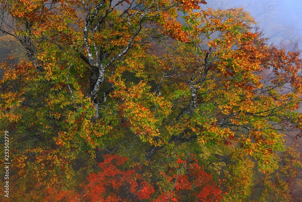 紅葉の小安峡