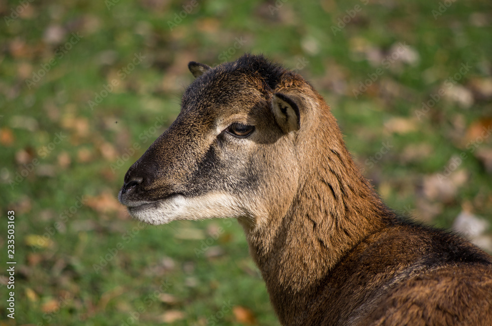 Europäischer Mufflon (Ovis gmelini musimon)