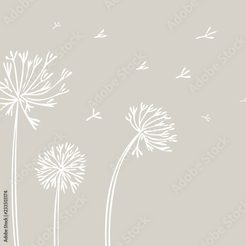 Abstract Dandelion Background with white flowers on beige .