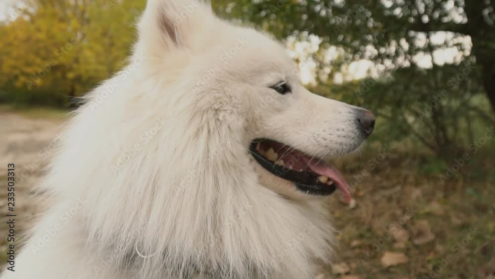 Samoyed dog in park Samoyed dog in park