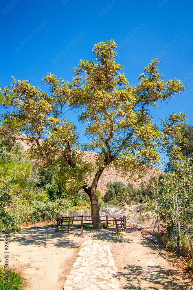 The plane tree of Gortys, archaeological site on island of Crete, Greece, Europe.