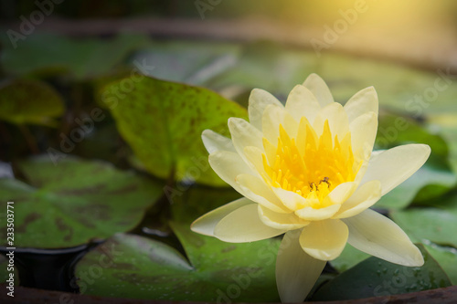 Yellow lotus flower with little bee in large water jar.