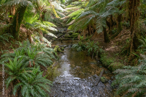 Rainforest Stream - Otway Ranges, Victoria, Australia