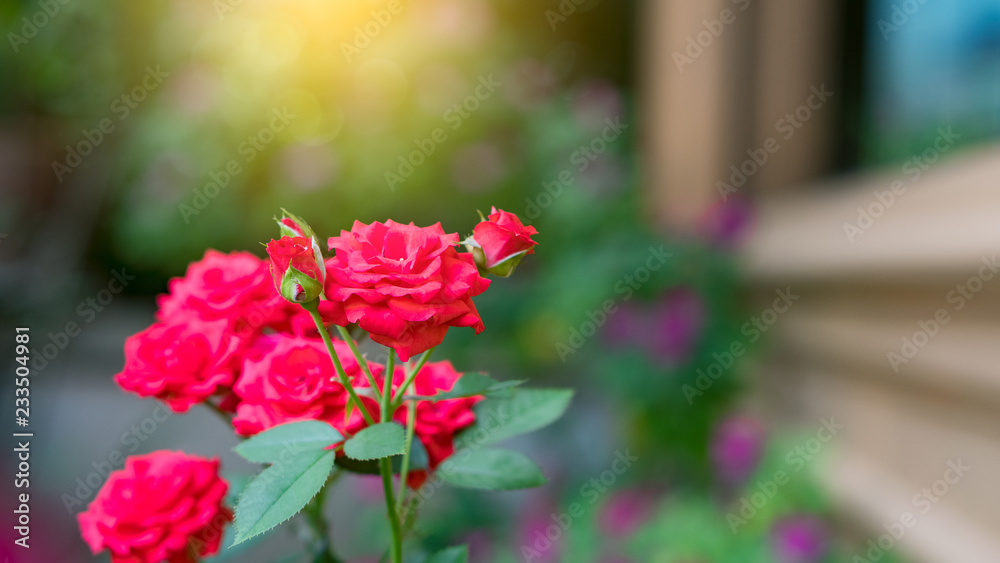 Red roses with light orange background.
