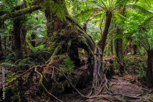 The Fantasy Tree - Mrytle Beech Tree, Victoria, Australia © Bruce