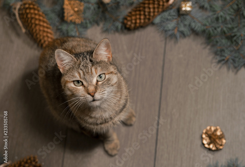Cute cat on wooden background. 