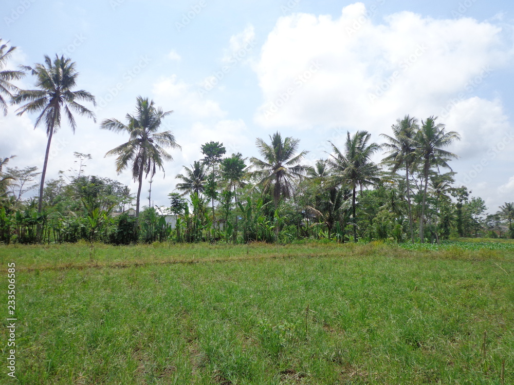 coconut tree