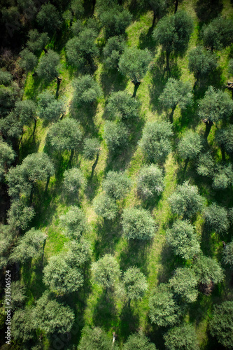 Aerial view of an olive grove