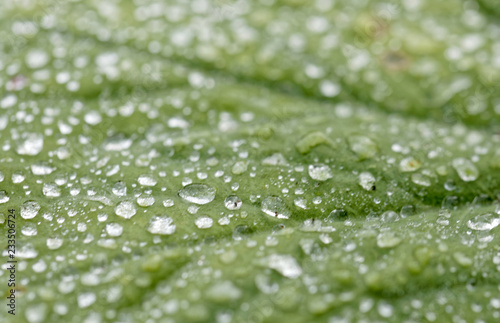 Closeup of dewdrops on a green leaf