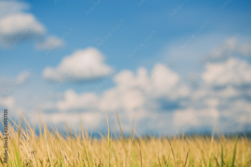 Fototapeta premium Defocused and blurred image of cloud scape above the rice field. Picture for concept of relaxation and natural life.