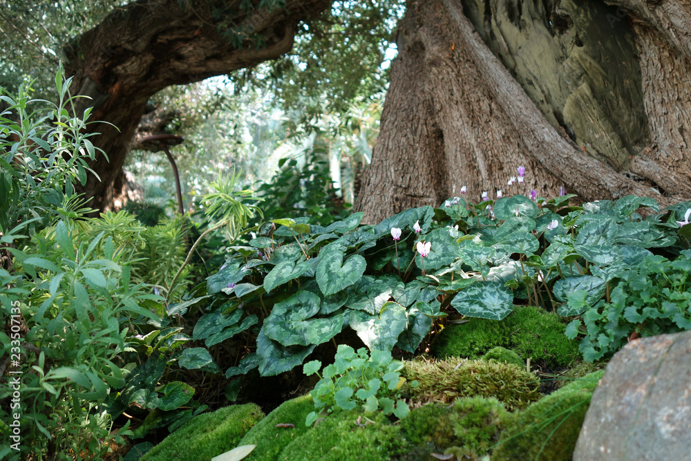 Obraz premium 緑の世界 木の幹 植物