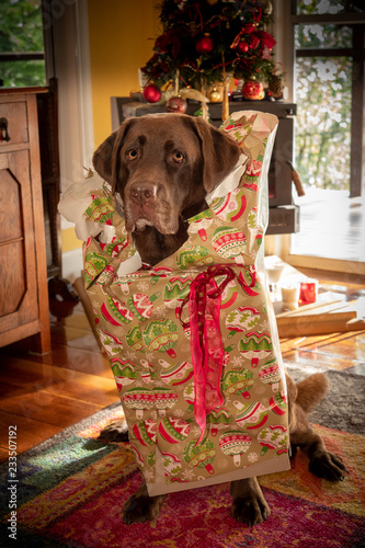 naughty christmas chocolate labrador photo