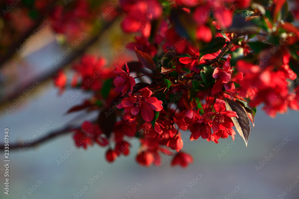 Chinese flowering crab-apple blooming Chinese flowering crab-apple blooming