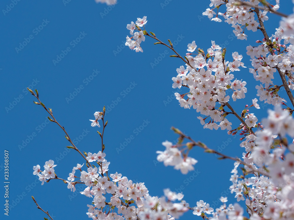 Cherry blossom. SAKURA Cherry blossom. SAKURA