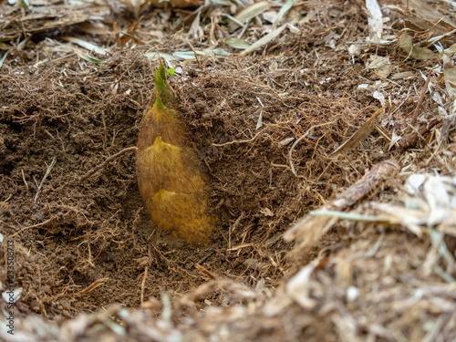 Grow underground. Bamboo shoots photo