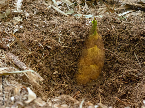 Grow underground. Bamboo shoots photo