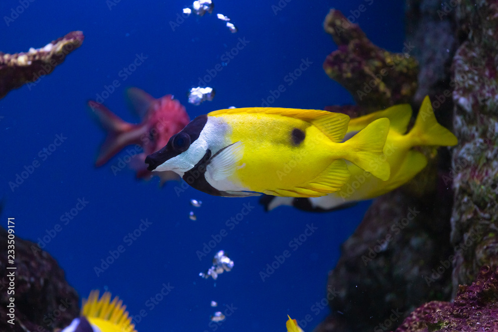 Obraz premium Close up beautiful fish in the aquarium on decoration of aquatic plants background. A colorful fish in fish tank.