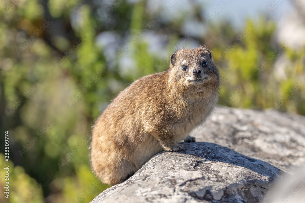 Naklejka premium Dassy