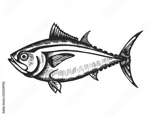 fish sea sketch. isolated animal animal underwater