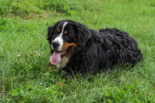 A dog of the Berner Sennenhund breed during a walk on the street © Cliff