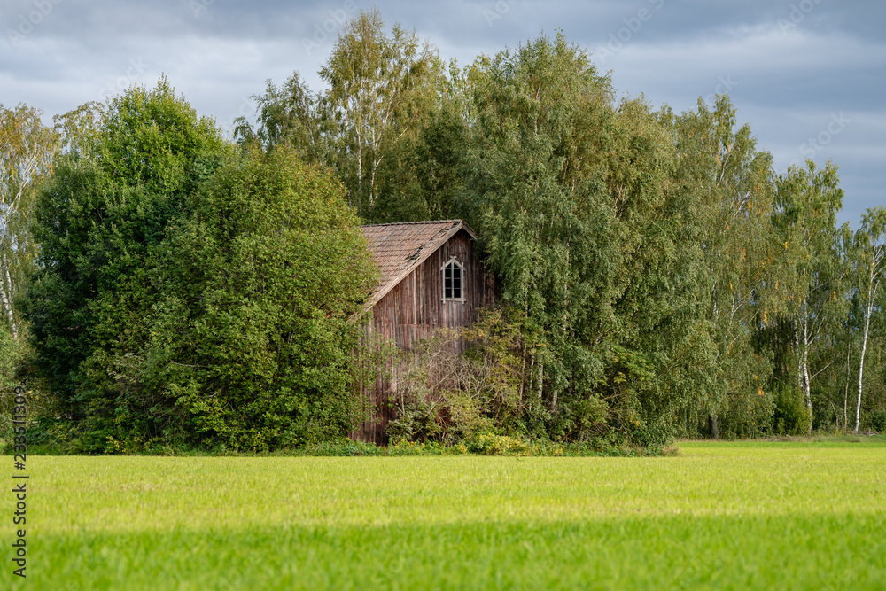 Obraz premium Old and overgrown wooden building, barely visible surrounded by green summer trees