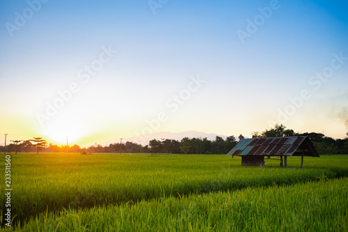 Sunset landscape picture of rice field. Beautiful nature green and summer season background.