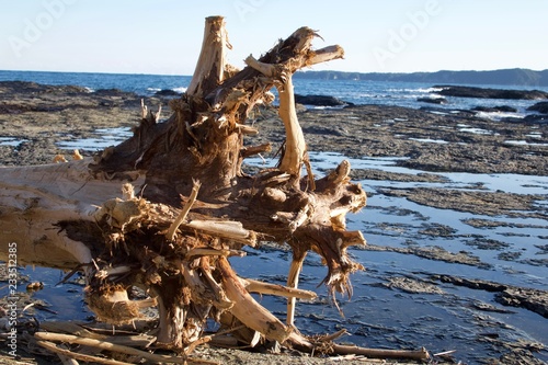 流木 photo