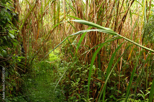 Overgrown Jungle Trail