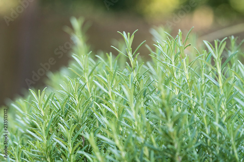 Green leaves of thyme.