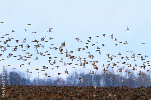 birds fly quickly over the winter field