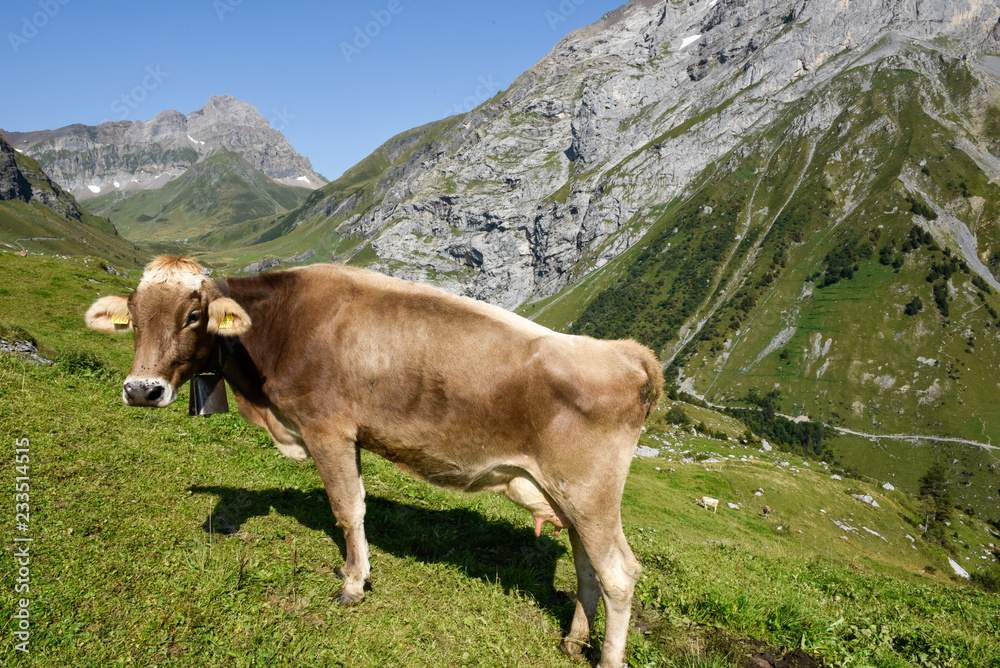 Brown cow that graze at Furenalp over Engelberg on Switzerland Brown cow that graze at Furenalp over Engelberg on Switzerland