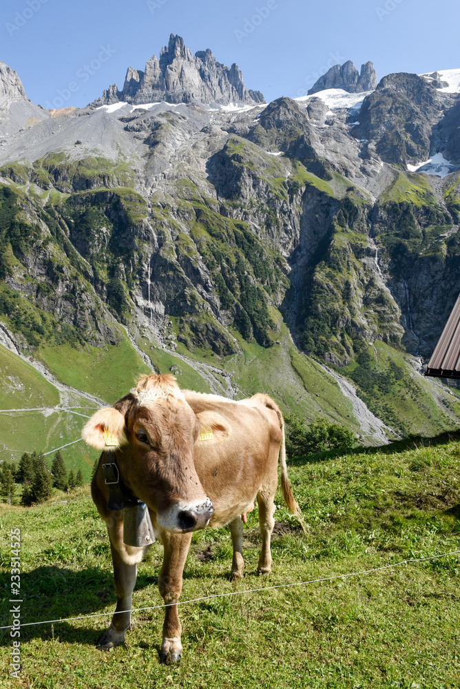 Brown cow that graze at Furenalp over Engelberg on Switzerland