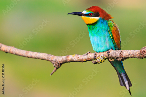 colored bird sitting on a branch on a green background © drakuliren