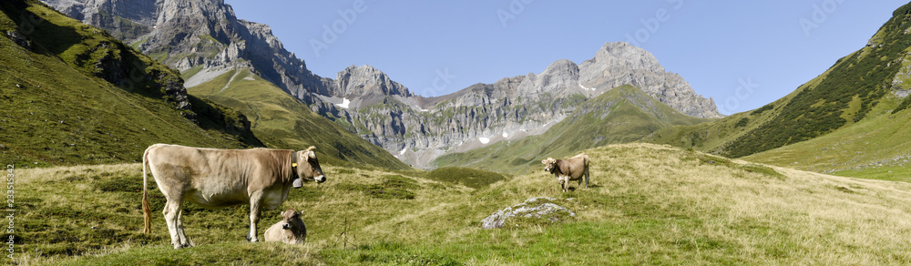 Brown cows that graze at Furenalp over Engelberg on Switzerland