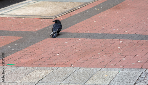 Crow on the street