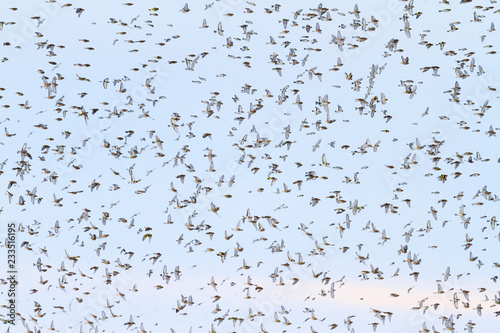 flying birds covering the whole sky
