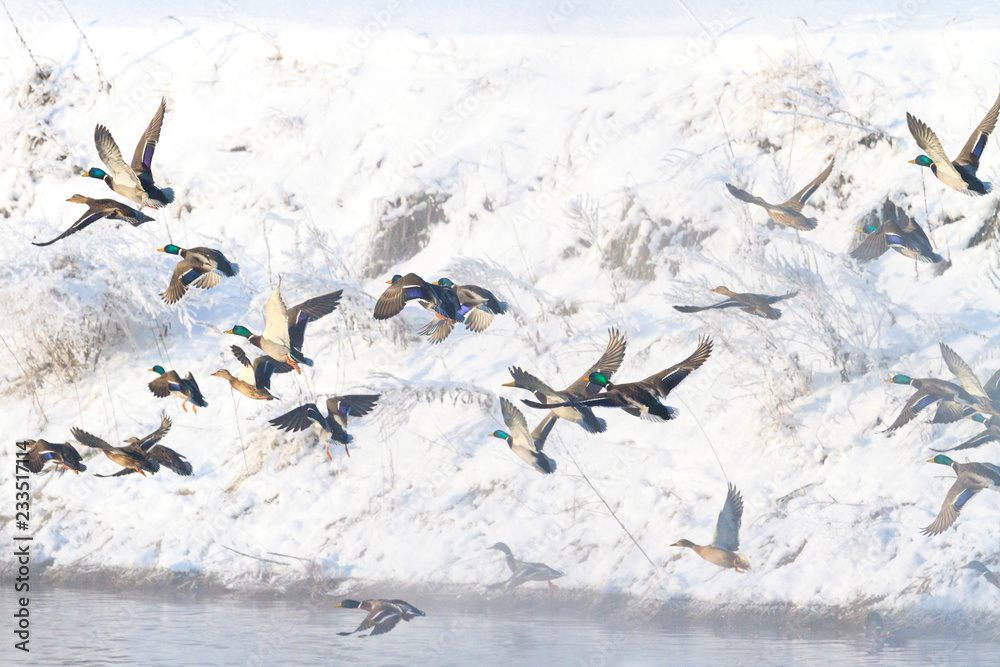 Fototapeta premium Mallards flying over winter river