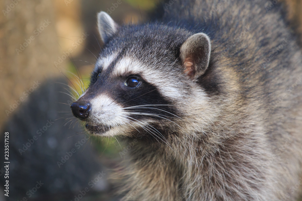 portrait of a raccoon head, close up meeting with wild animal portrait of a raccoon head, close up meeting with wild animal