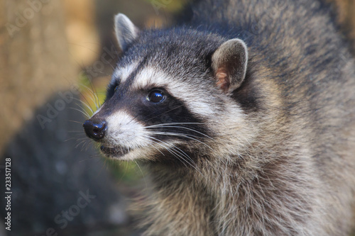 portrait of a raccoon head, close up meeting with wild animal