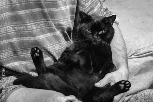 Pretty fat cat. Large black thoroughbred cat in a funny pose. Breed Scottish straight-faced cat. Black cat - a symbol of misfortune. Bad and good luck. Black animal - to good luck. Shiny wool. 
